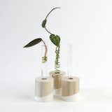 Propagation requires only a glass vessel, water, and a cutting from a plant to grow a whole new plant.