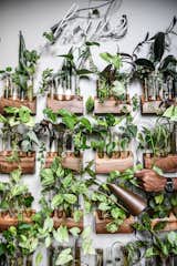 The Beginner’s Guide to Propagating Houseplants