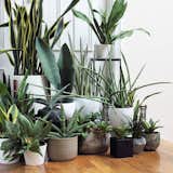 There are many shapes and sizes of houseplants that can fit in with your apartment’s decor—and your personal sense of well-being.
