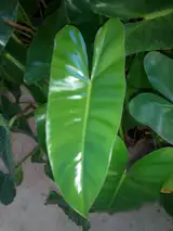 Philodendron Burle Marx