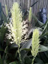 Sansevieria Zeylanica Flower