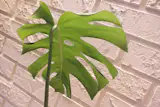 Monstera 