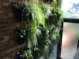 Plant wall; Woolly Pockets