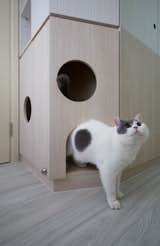 The resident kitty exiting the cat house in the mother's room. 