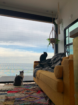 The cats taking in a view of the sea from their boho-chic living room.