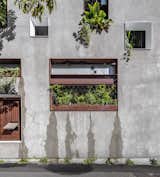 Welcome to the Jungle House steel-framed windows with cascading plants