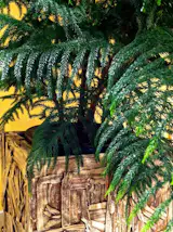 Custom Planter Box: Good Earth Natural & Organic Foods, Fairfax, California.  Our Horticultural Artisans built planter boxes from salvaged and reclaimed wood.  We hand gathered eucalyptus tree bark and adhered it the box, mixed special paints to pickle the tree bark then, sealed with a clear uv coat.  We love the look and after six years they still  look amazing.