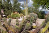 Eclectic cactus collection