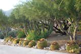 Driveway lined with golden barrel cactuses