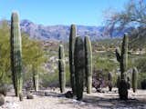 Saguaros on property  Search “The-Saguaro-Scottsdale.html” from The Skyline Residence