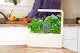 Clueless About Gardening? These 5 Smart Planters Can Help - Photo 3 of 9 - 