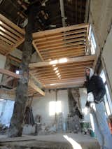 The architects gutted the interior and inserted new floors in a spiral formation around the central support of the oak tree trunk.  Photo 5 of 15 in A Crumbling Home Is Revived Around a Massive Tree Trunk