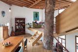 A Crumbling Home Is Revived Around a Massive Tree Trunk