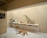 Ollie, the client's dog, rests next to the floating desk built of painted poplar and white-washed Baltic birch plywood.