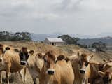 Karangahake House exterior (with cows)