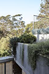 In situ concrete planter beds filled with creepers and succulents expand the lush garden.