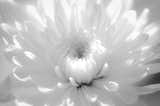 About this Flower Photo:

Infrared Flower 2 is a close-up (macros) black and white nature photograph of a Cushion Pom Flower in full bloom, standing in the sunlight that was shining through the adjacent window. An infrared effect was added in Photoshop to create the soft focus dreamy effect to the photograph. 

Title: Infrared Flower 2
Nature Photographer: Melissa Fague
Genre: Nature / Flower Photography
Item ID#: NAT-2061

This nature photograph is one of many available for purchase through www.pipafineart.com. You have your chose of size and print materials. All of our nature pictures are printed on high quality materials and the highest quality ink for longevity. Each photo print is also coated with a soft luster finish. If you need assistance we are always available; please contact us with any questions. 