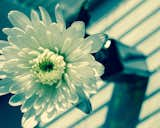 About this Flower Photo:

Melancholy Flower is a teal monochromatic nature photograph that was created in my dining room after days of passing the window with mid-afternoon sun shining through the blinds. I found the shadows that the blinds were casting during that time of day to be an interesting compositional element. With the Cushion Pom Flower in full bloom and the narrow vase, mixed with the shadows and odd angle the photograph appears to have a significant amount of depth.

Title: Melancholy Flower
Nature Photographer: Melissa Fague
Genre: Nature / Flower Photography
Item ID#: NAT-2054

This nature photograph is one of many available for purchase through www.pipafineart.com. You have your chose of size and print materials. All of our nature pictures are printed on high quality materials and the highest quality ink for longevity. Each photo print is also coated with a soft luster finish. If you need assistance we are always available; please contact us with any questions. 