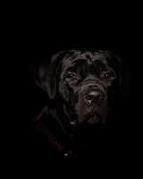 About this Photograph:

Cane Corso Low Key is a animal portrait of a all black 10 month old Cane Corso photographed against a solid black background. The pups face is illuminated by one light source to create drama.

Title: Cane Corso Puppy Low Key
Nature Photographer: Melissa Fague
Genre: Wildlife / Animal Photography
Item ID#: WILD-4008

This animal / wildlife photograph is one of many available for purchase through www.pipafineart.com. You have your chose of size and print materials. All of our animal / wildlife pictures are printed on high quality materials and the highest quality ink for longevity. Each photo print is also coated with a soft luster finish. If you need assistance we are always available; please contact us with any questions. 