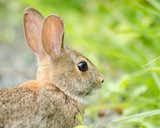 About this Photograph:

Bunny at Bombay Hook is a wildlife photograph of a brown wild bunny found at Bombay Hook Wildlife Refuge, located in Smyrna, Delaware.

Title: Bunny at Bombay Hook
Nature Photographer: Melissa Fague
Genre: Wildlife Photography
Item ID#: WILD-4004

This animal / wildlife photograph is one of many available for purchase through www.pipafineart.com. You have your chose of size and print materials. All of our animal / wildlife pictures are printed on high quality materials and the highest quality ink for longevity. Each photo print is also coated with a soft luster finish. If you need assistance we are always available; please contact us with any questions. 