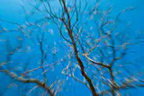 About This Abstract / Still Life Photo:

Streaking Tree is an abstract nature photograph of the branches of a tree against a solid blue sky. The motion effect of the barren tree was created by using a long exposure and zooming the telephoto lens out as the shutter remained open.

Title: Streaking Tree
Photographer: Melissa Fague
Genre: Abstract Photography
Item ID#: ABS-6031

This still life / abstract photograph is one of many available for purchase through www.pipafineart.com. You have your chose of size and print materials. All of our still life / abstract  pictures are printed on high quality materials and the highest quality ink for longevity. Each photo print is also coated with a soft luster finish. If you need assistance we are always available; please contact us with any questions.