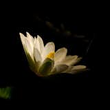 About This Night Nature Photo:

Spotlight on Waterlily is a nature photograph of a white waterlily glowing in the darkness of night.About This Night Nature Photo:


Title: Spotlight on Waterlily
Nature Photographer: Melissa Fague
Genre: Night Nature Photography
Item ID#: NGHT-7015

This night  photograph is one of many available for purchase through www.pipafineart.com. You have your chose of size and print materials. All of our night time  pictures are printed on high quality materials and the highest quality ink for longevity. Each photo print is also coated with a soft luster finish. If you need assistance we are always available; please contact us with any questions.
