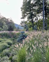 Plant material was carefully chosen, with root systems that played well with the septic drain lines. This stylized meadow began with roughly 150 pennisetum grasses laid out in two large interlocking semi-circles.