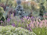 Outdoor, Front Yard, Shrubs, Trees, Flowers, and Gardens A mixture of native and pollinator-friendly non-native plants were chosen for color and texture. Together, they create a living tapestry.  Photo 11 of 14 in Appalachian Black Dogtrot by Jay Sifford