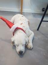 Buddy after his Xmas ham zzz