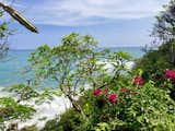 The flora and fauna abound, here the southern view from the master balcony.