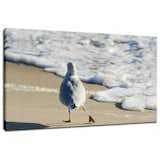"Seagull Shuffle" Wildlife Photography Signed Limited Edition Canvas Fine Art Prints

Our limited edition canvas prints are created using 1.5" stretcher bars that have strength & resist twisting caused by inferior stretcher systems & time. We add additional support for longer spans with a UV luster coating (which helps protect the ink & canvas from fading & discoloring), black backing & ready to hang. Life expectancy of these collectible fine art photo prints is up to 300 years depending on the care. All of our animal / wildlife photography fine art prints are inspected, numbered & signed by landscape and nature photographer Melissa Fague before shipping.

Canvas Print Sizes Available:
11" x 14"
16" x 20"
20" x 24"
20" x 30"
24" x 36"

Other Print Options:
This photograph is also available on a variety of print media types in a variety of sizes to fit your decorating needs. For more information on this and other stunning animal / wildlife photographs please visit www.pipafineart.com

About this Photograph:
Seagull Shuffle is a wildlife photograph of a small white and grey seagull slowly waddling down the beach along the waters edge in the morning sun light.

Title: Seagull Shuffle
Nature Photographer: Melissa Fague
Genre: Wildlife Photography
Item ID#: WILD-4042  My Photos
