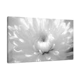 Infrared Flower 2 Floral Nature Photo, Signed Limited Edition Fine Art Canvas Print

Our limited edition canvas prints are created using 1.5" stretcher bars that have strength & resist twisting caused by inferior stretcher systems & time. We add additional support for longer spans with a UV luster coating (which helps protect the ink & canvas from fading & discoloring), black backing & ready to hang. Life expectancy of these collectible fine art photo prints is up to 300 years depending on the care. All of our nature photography fine art prints are inspected, numbered & signed by landscape and nature photographer Melissa Fague before shipping.

Canvas Print Sizes Available:
11" x 14"
16" x 20"
20" x 24"
20" x 30"
24" x 36"

Other Print Options:
This photograph is also available on a variety of print media types in a variety of sizes to fit your decorating needs. For more information on this and other beautiful nature photographs please visit www.pipafineart.com

About this Flower Photo:
Infrared Flower 2 is a close-up (macros) black and white nature photograph of a Cushion Pom Flower in full bloom, standing in the sunlight that was shining through the adjacent window. An infrared effect was added in Photoshop to create the soft focus dreamy effect to the photograph. 

Title: Infrared Flower 2
Nature Photographer: Melissa Fague
Genre: Nature / Flower Photography
Item ID#: NAT-2061