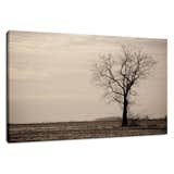 Lonely Tree Rural Landscape Photo Signed Limited Edition Fine Art Canvas Print

Our limited edition canvas prints are created using 1.5" stretcher bars that have strength & resist twisting caused by inferior stretcher systems & time. We add additional support for longer spans with a UV luster coating (which helps protect the ink & canvas from fading & discoloring), black backing & ready to hang. Life expectancy of these collectible fine art photo prints is up to 300 years depending on the care. All of our landscape photography fine art prints are inspected, numbered & signed by landscape and nature photographer Melissa Fague before shipping.

Canvas Print Sizes Available:
11" x 14"
16" x 20"
20" x 24"
20" x 30"
24" x 36"

Other Print Options:
This photograph is also available on a variety of print media types in a variety of sizes to fit your decorating needs. For more information on this and other stunning landscape photographs please visit www.pipafineart.com

About the Rural Landscape Photograph:
Lonely Tree is a landscape photograph that was created in a barren field of Middletown, Delaware. Photograph was aged and a grain effect was added using Photoshop.

Title: Lonely Tree
Landscape Photographer: Melissa Fague
Genre: Landscape Photography
Item ID#: LAND-0107  My Photos