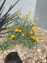 xeriscaped yard with natural growing wildflowers