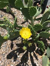 and cactus
