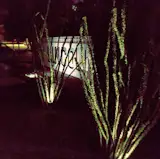 Ocotillos at night.