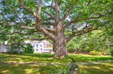 The property's majestic oak tree, reported to be one of the oldest oaks in New Hampshire