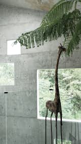 Windows and Skylight Window Type Giraffe in the house  Photo 3 of 34 in The Window House by formzero