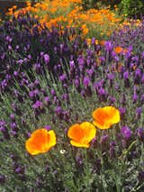 Poppies and lavender