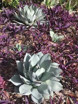 Agave