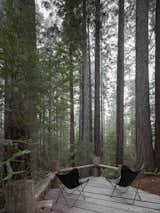 The deck amongst the redwoods