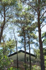 Hidden into the Pines