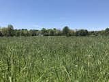 Mid Summer hay field