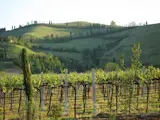 The estate annually produces 70.000 bottles of Organic Sangiovese Superiore DOCG and IGT and Trebbiano Champenoise wine.