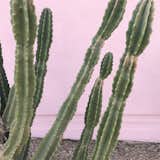 Plants on pink