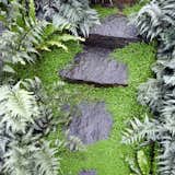 Basalt steps and native vegetation detail. 