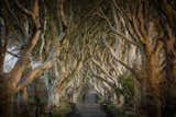 The Dark Hedges, an iconic bevy of beech trees located in County Antrim, Northern Ireland.