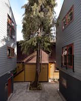 historic cypress tree splits the massing in half 