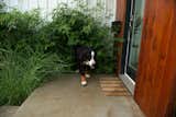 Gus showing off his hidden dog house!