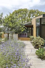 Blooming sage and citrus trees line a wood path. 